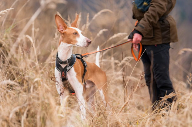 Non-Stop Dogwear Line Grip Valjaat - Musta - 10