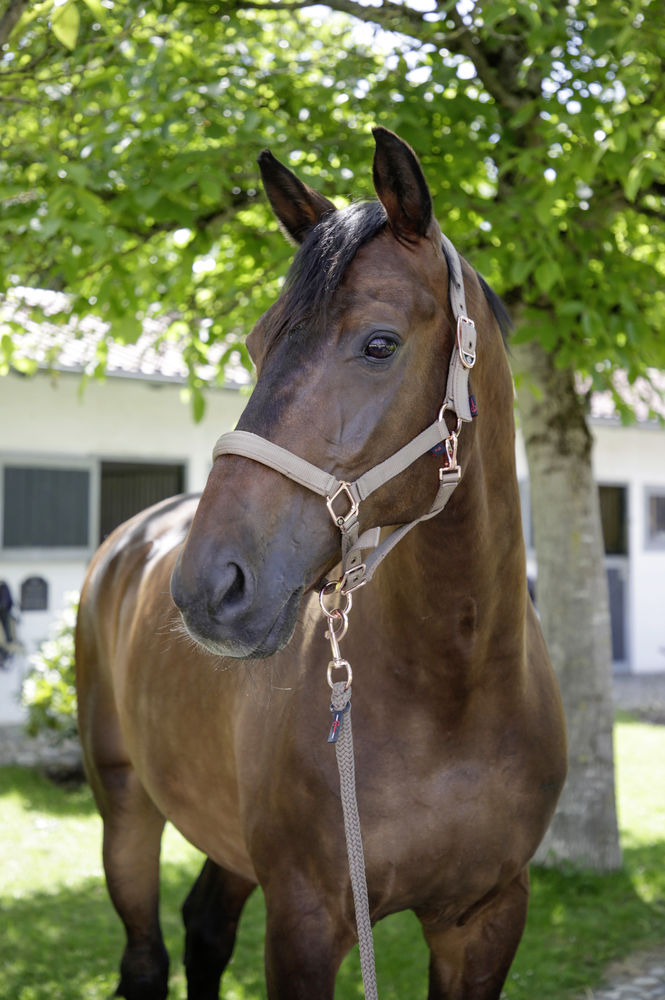 Covalliero Halter - Wood