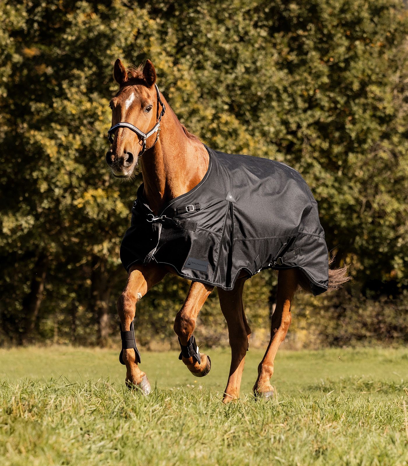 Waldhausen SCANDIC Turnout Rug, Light Black - 2