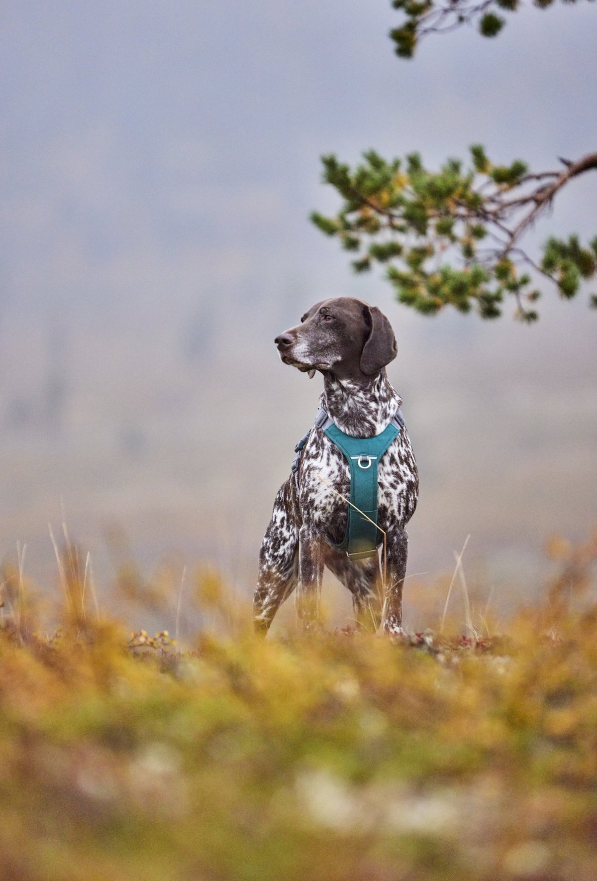 Hurtta Rover dog harness - Peacock - 2