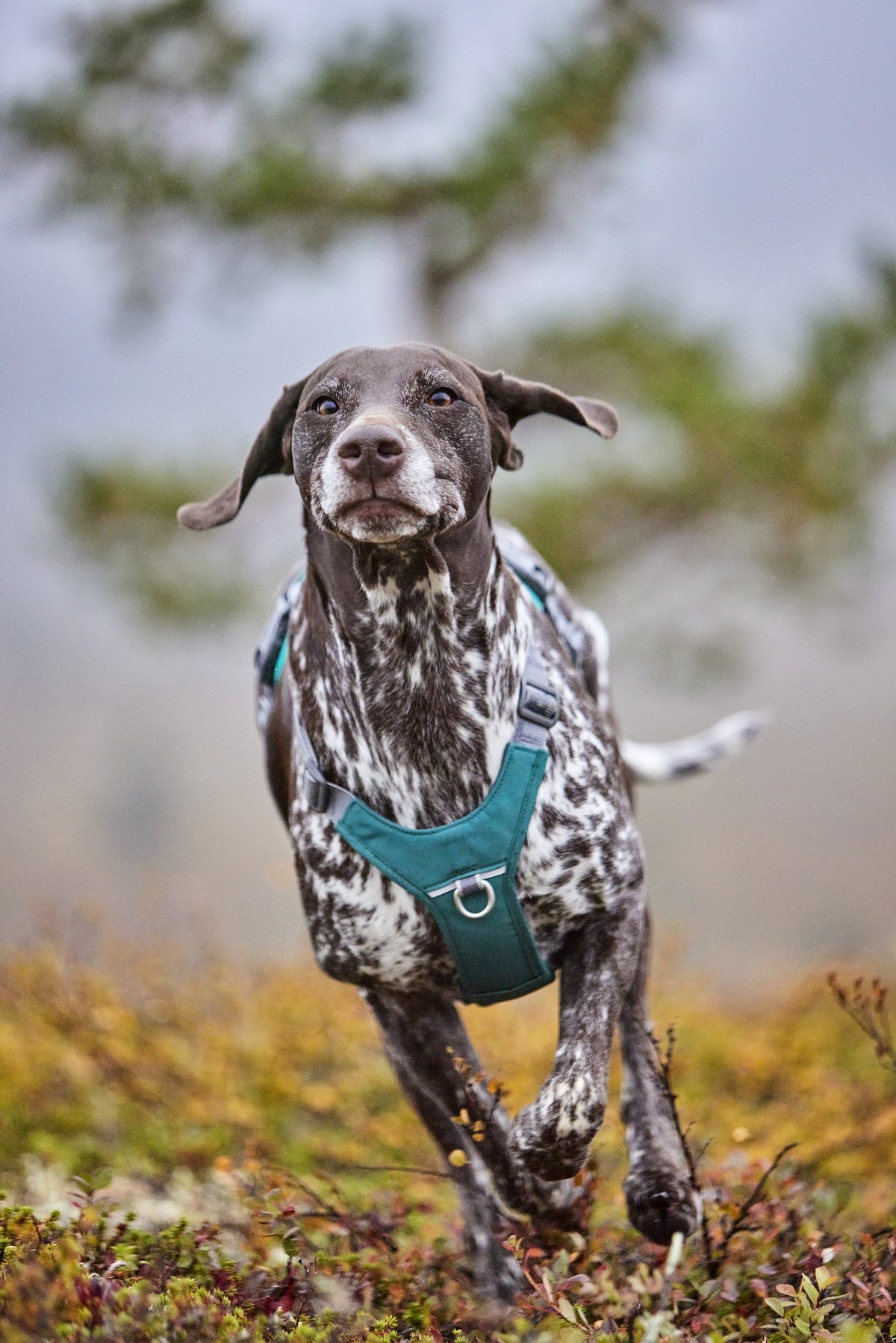 Hurtta Rover dog harness - Peacock - 3