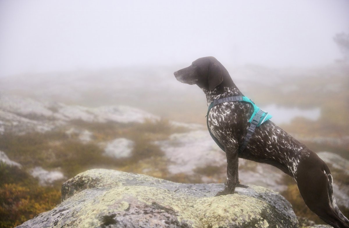 Hurtta Rover dog harness - Peacock - 4