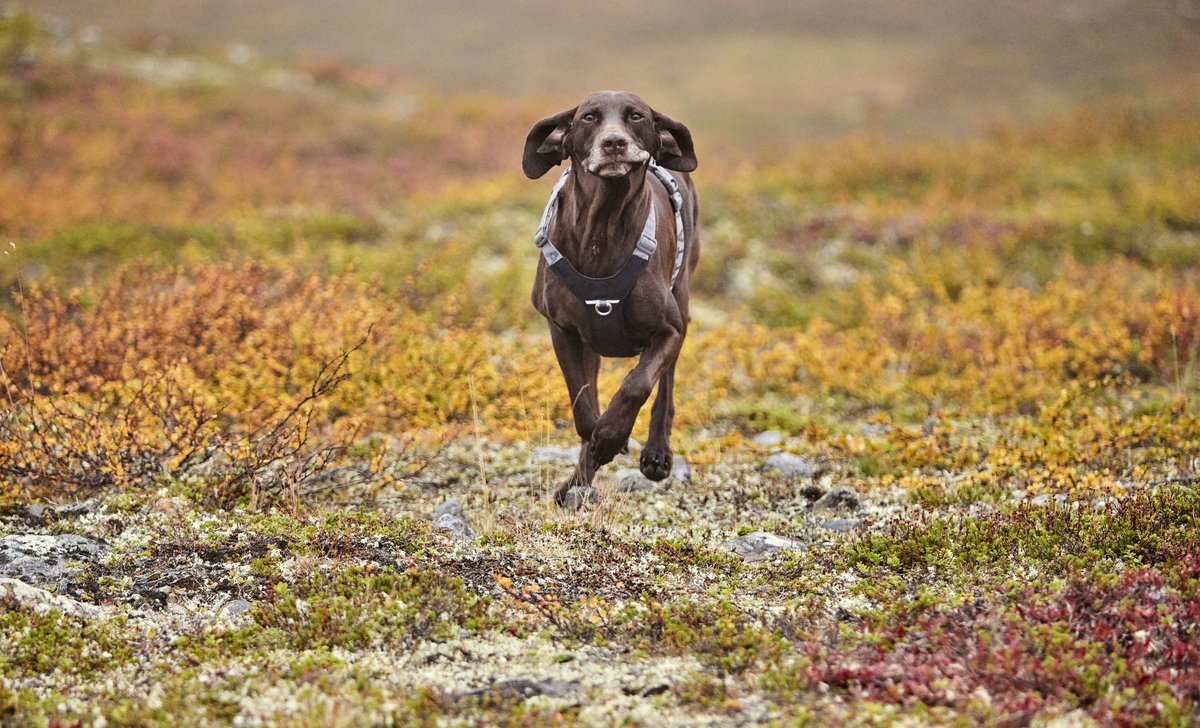 Hurtta Rover dog harness - Raven - 3