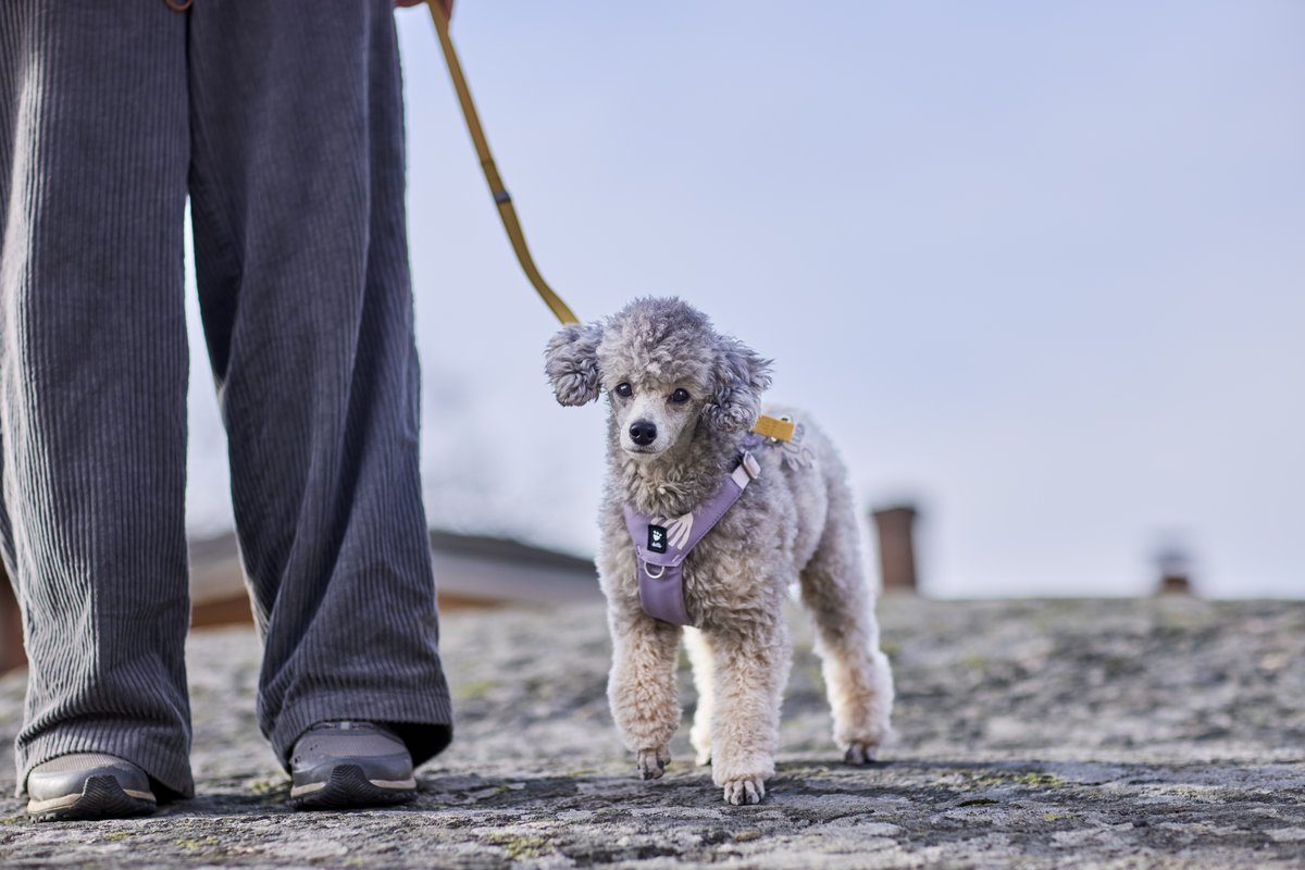 Hurtta Seeker dog harness - Lavender - 3
