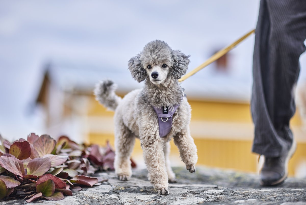 Hurtta Seeker dog harness - Lavender - 2