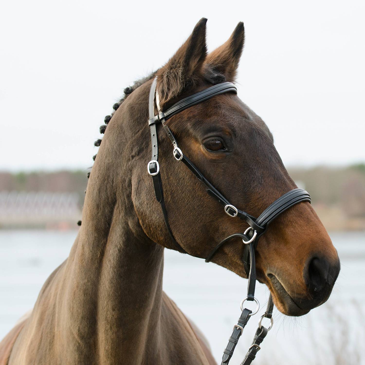 Kuolaimettomat crossunder-suitset Globus Sport Winnetou, musta full