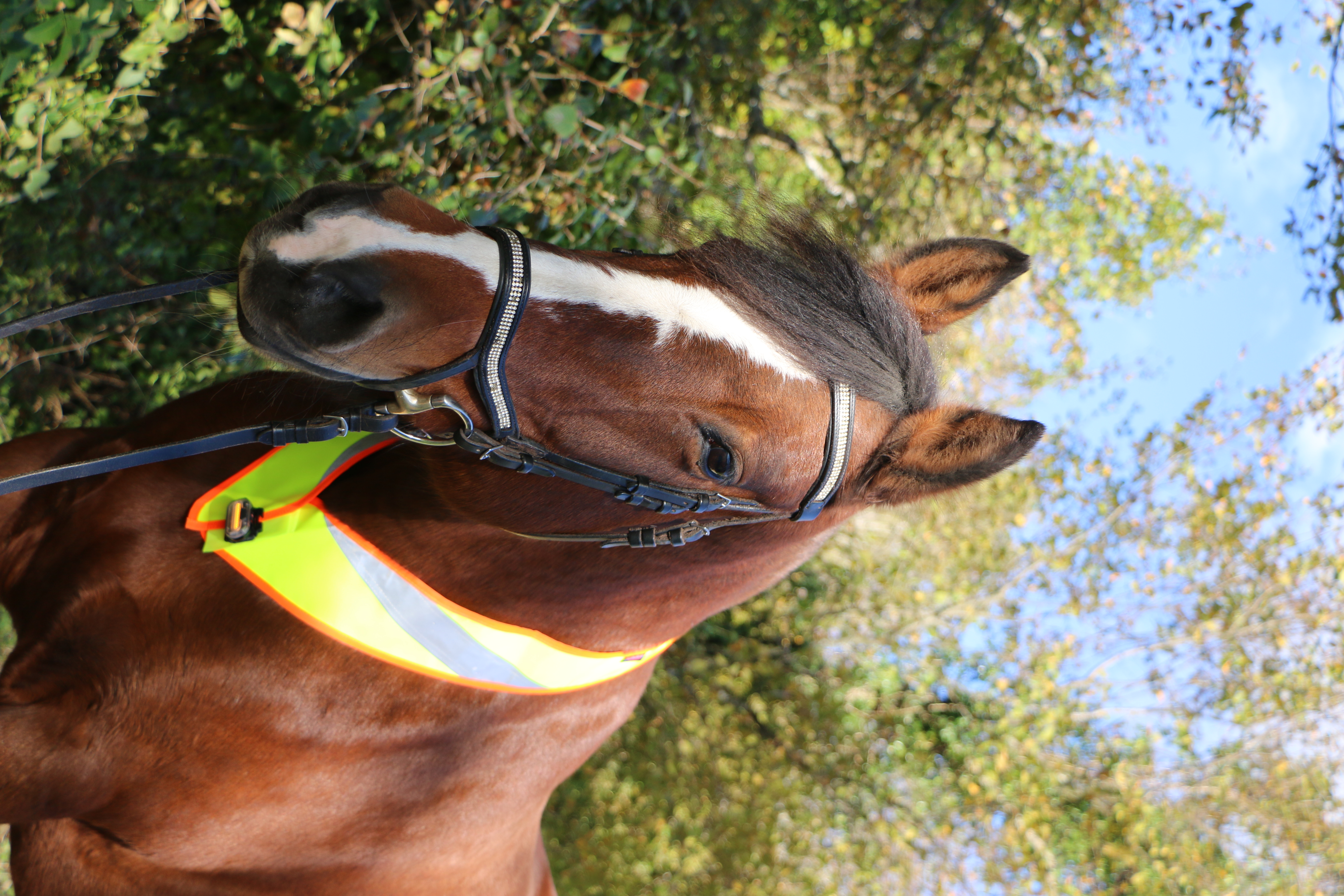 Celine Reflector for the Horse's Neck with Light - Reflective 