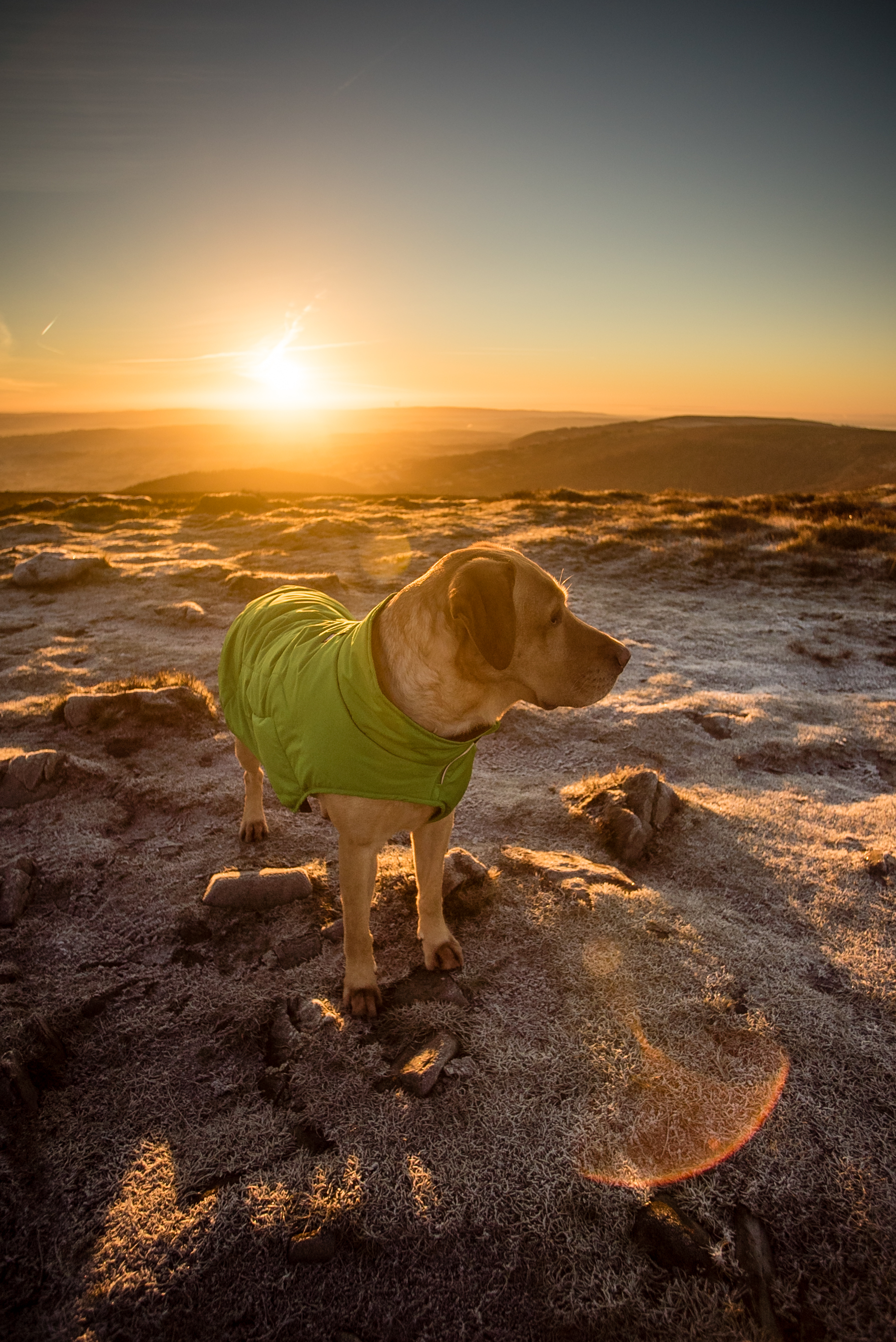 Ruffwear Quinzee Winter Dog Jacket Meadow Green PETSTER