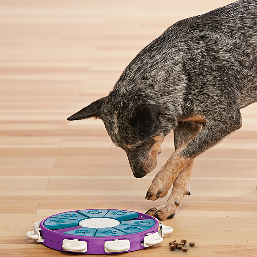 Dog Twister aus Kunststoff - Nina Ottosson - 3