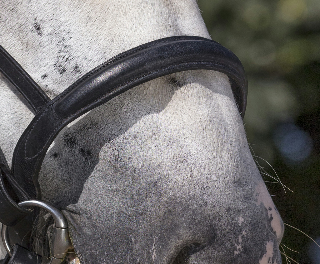 NORTON CLUB Bridle, Draught Horse Black - 2