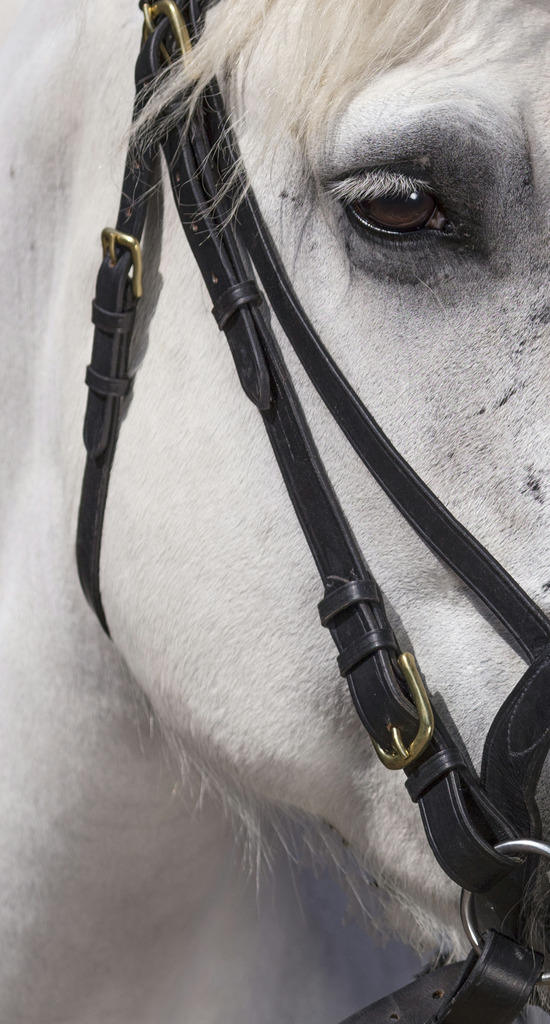 NORTON CLUB Bridle, Draught Horse Black - 3
