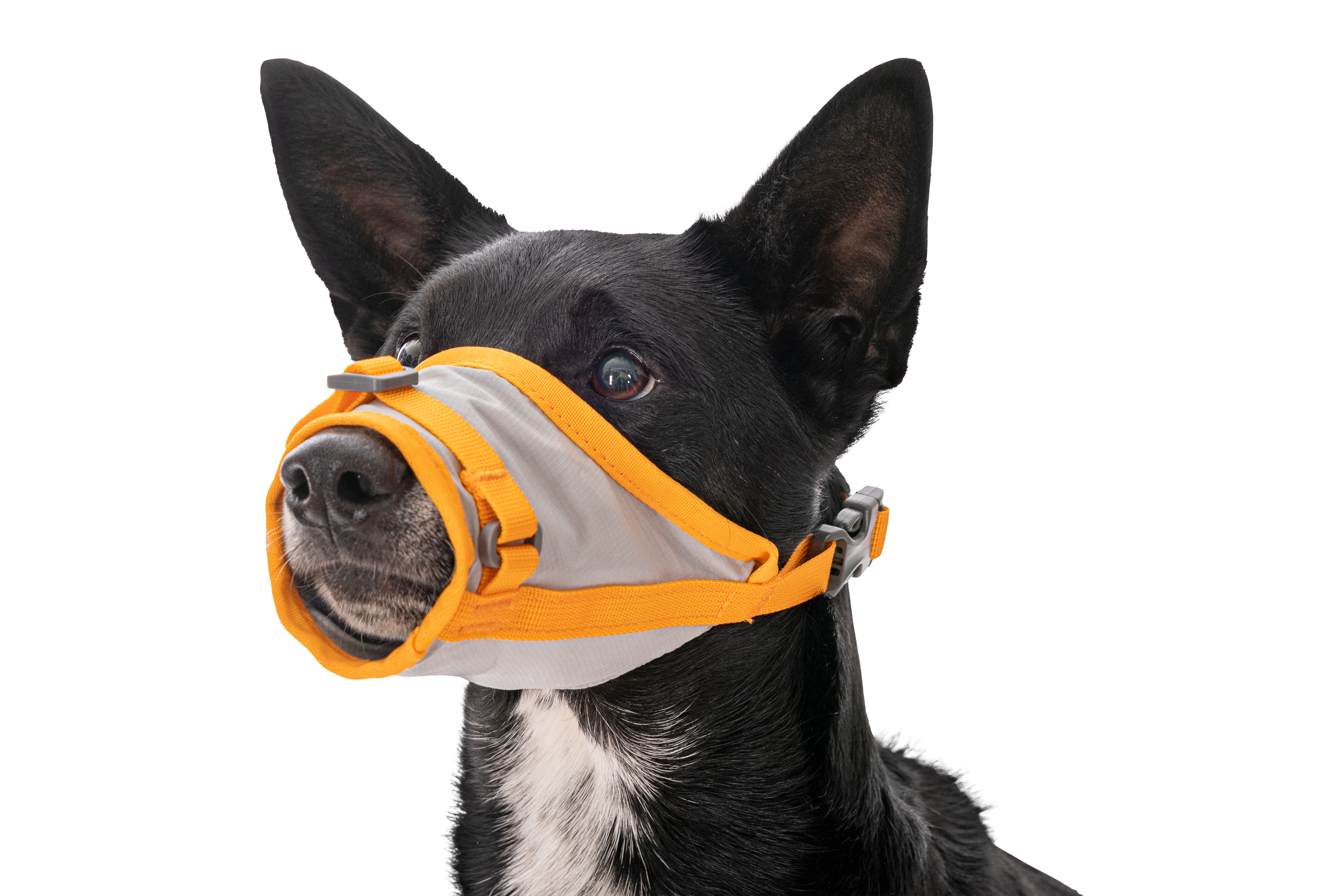 Ruffwear BackTrak Dog Evacuation Kit - Cloudburst Gray 