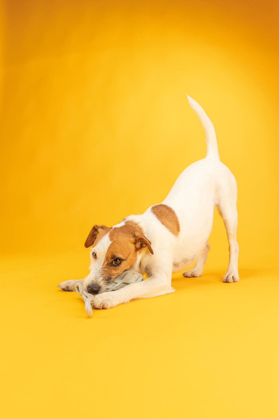 Jolly Paw toys natural rubber floating - Orange - 2