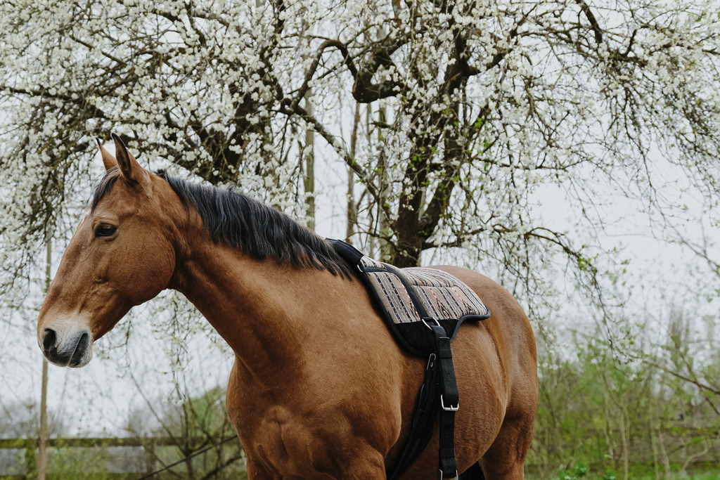 Norton Kiowa Bareback Riding Pad  - 5