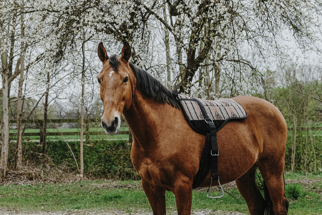 Norton Kiowa Bareback Riding Pad  - 4