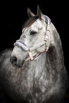 Källquist Equestrian- Halter Horse Unique - Pink