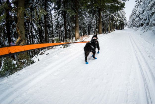 Non-stop Dogwear Bungee hihna- 2m / 2,8m - 6