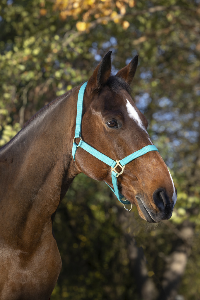 NORTON Double Thickness Nylongrimma Med Spännen Turkos (Cob)