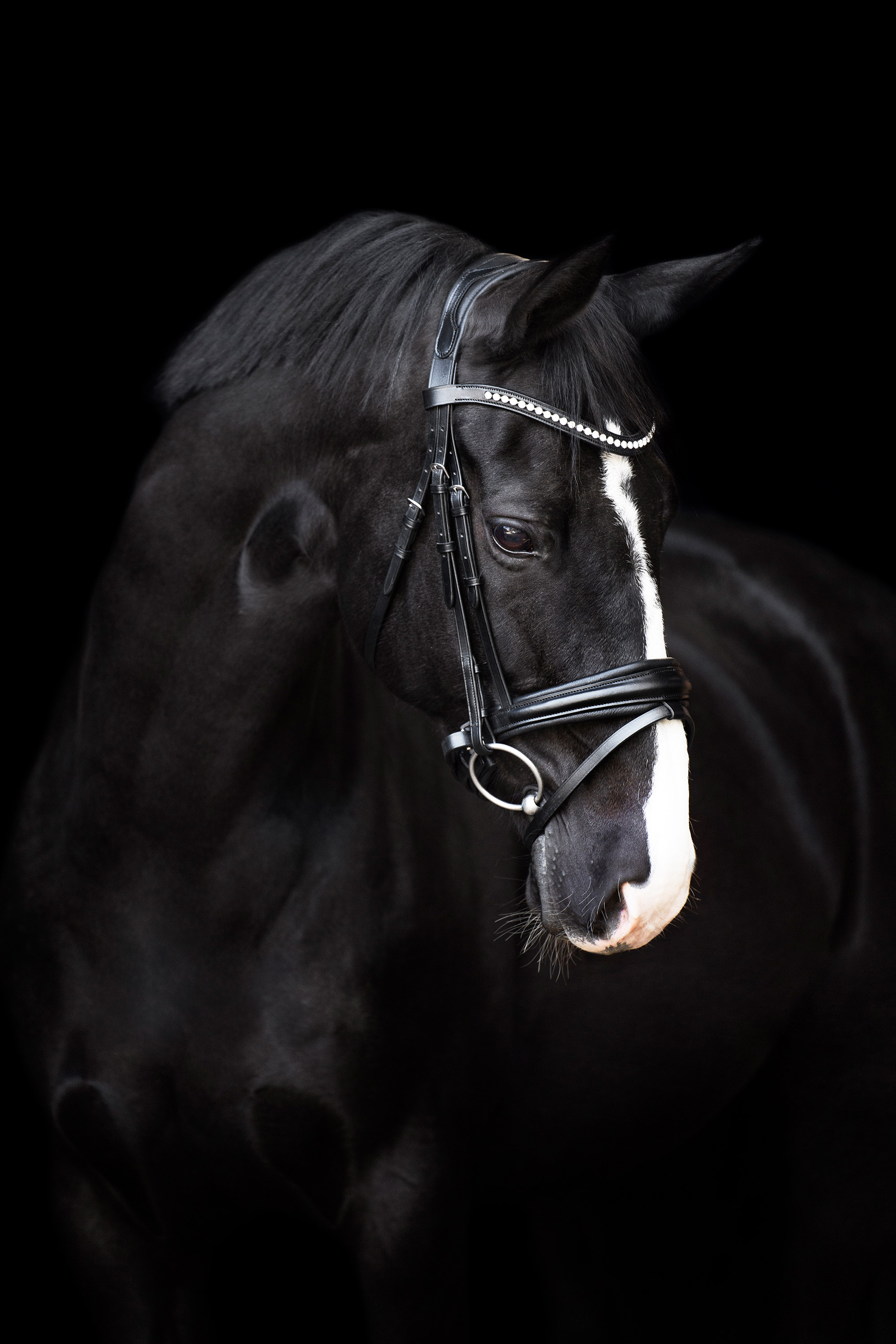 Imperial Riding Bridle Fria Black - 5