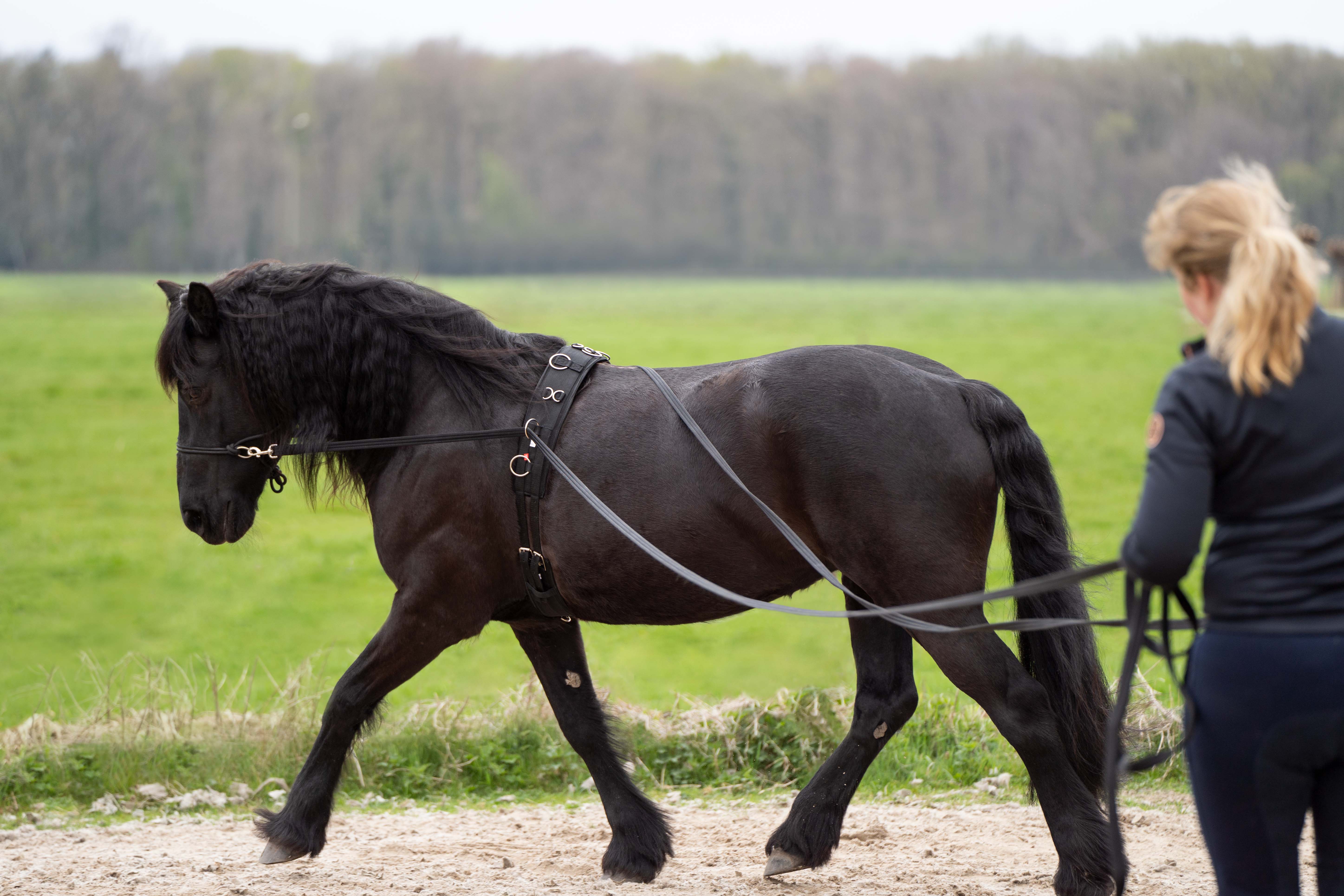 Imperial Riding Long reins Free Ride Black - 2