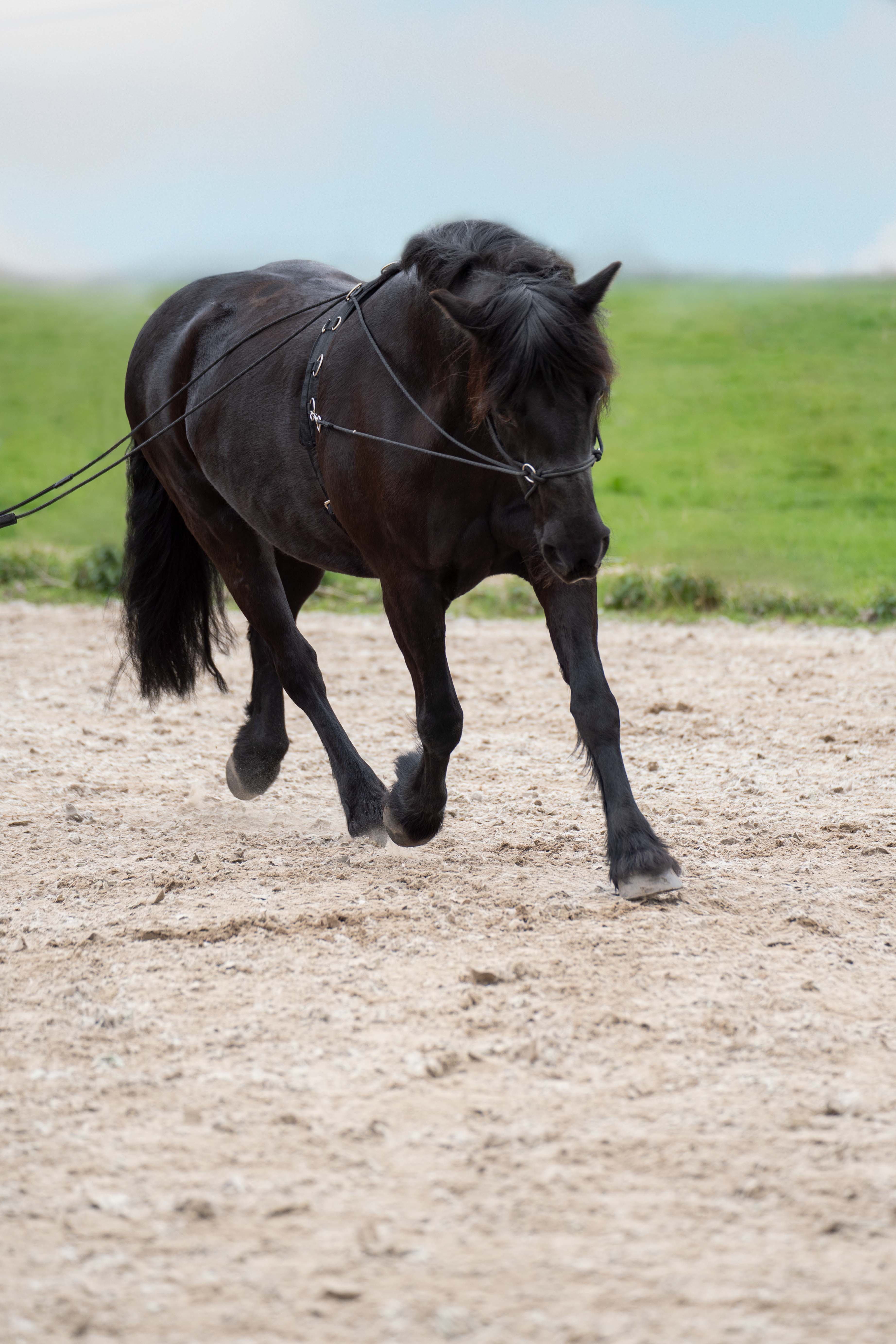 Imperial Riding Dubbel longer tygel Free Ride Black - 2