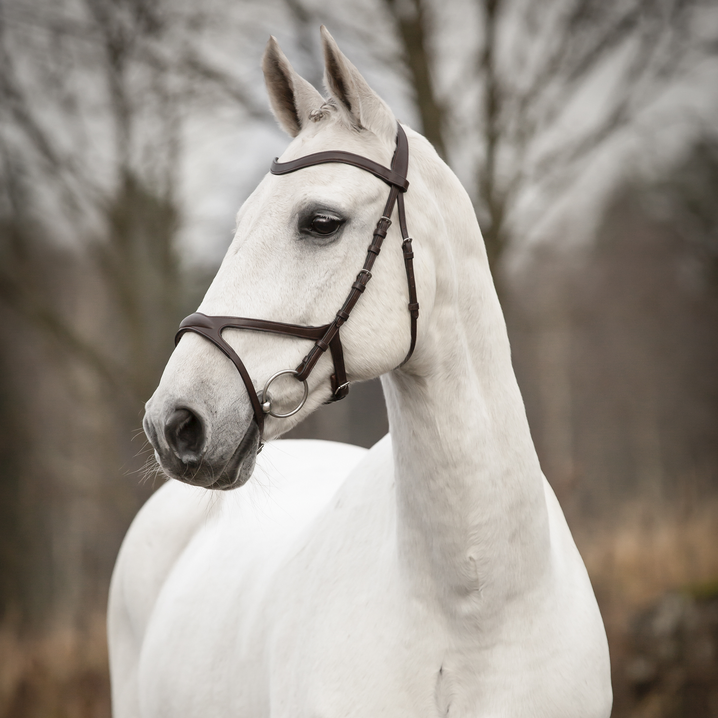 Träns Knights Arthur - Svart (Cob)