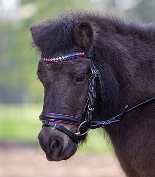 Suitset Waldhausen Star Bridle – Pony/Shettis/Minishettis