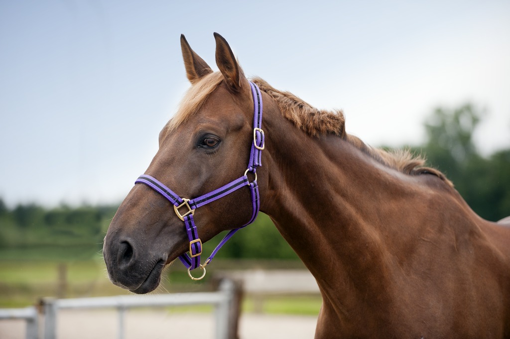 NORTON Nylonklädd Lädergrimma Röd/Grå - Full size