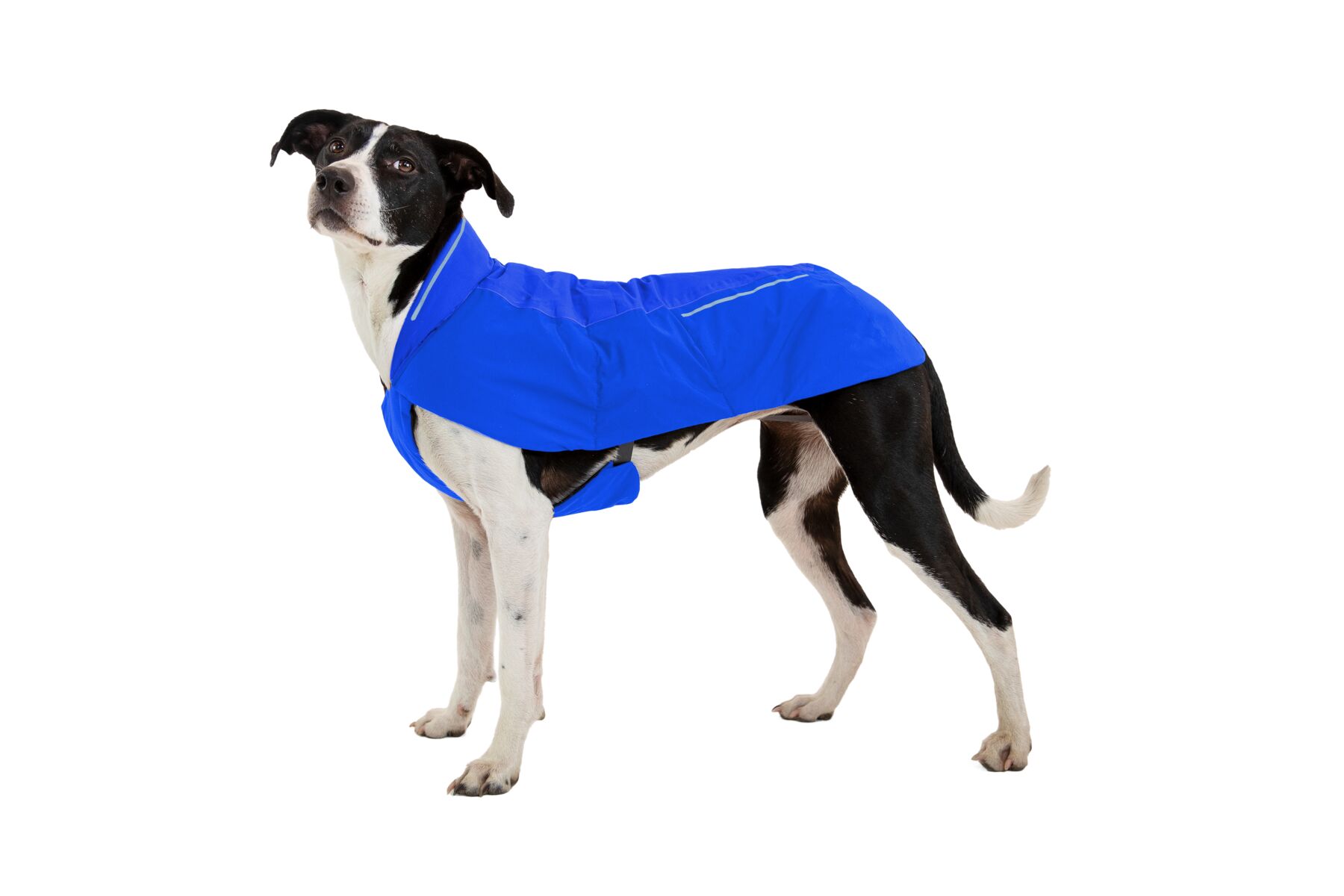 Ruffwear Vert Winter Dog Jacket - Outside
