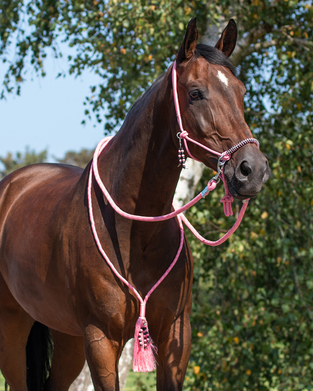 QHP- Liberty Naruriimusetti, jossa ohjat ja kaulanaru – Flamingo Pink, Shetland - 3