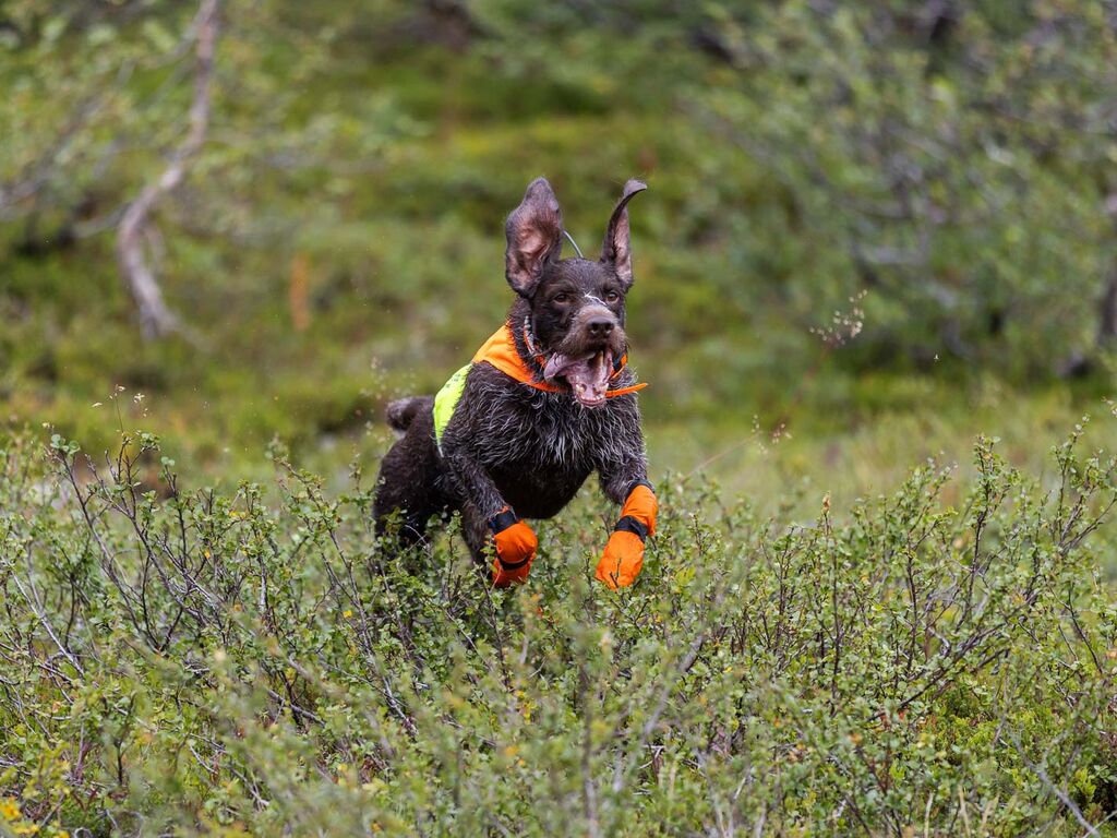 Non-stop Dogwear Protector Cover 2.0 - Orange, L - 3