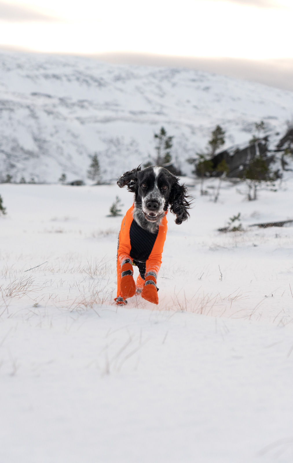 Non-Stop Dogwear Contact Bootie High - Orange, 4-5cm - 6