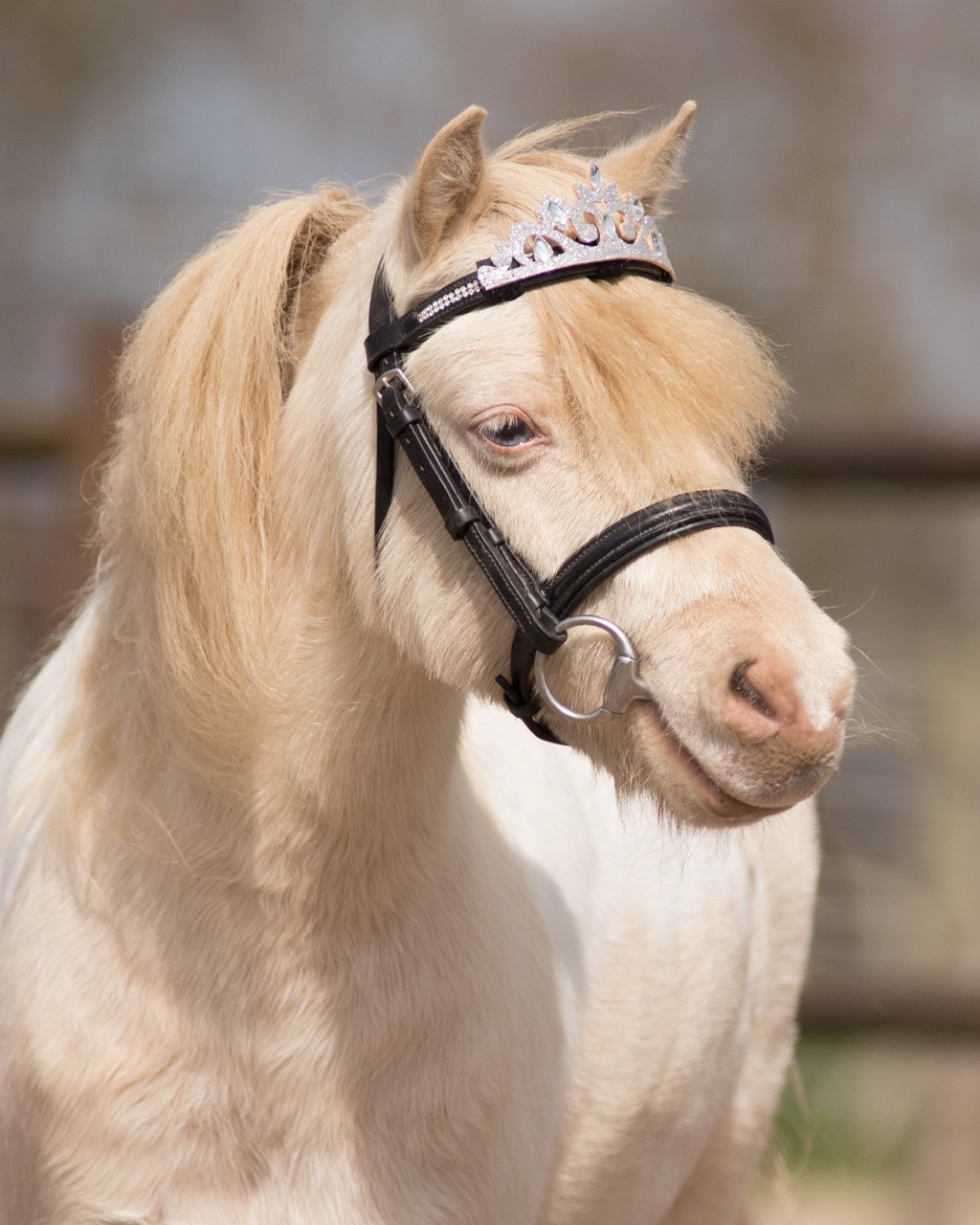 QHP Tränstillbehör Krona - Silver