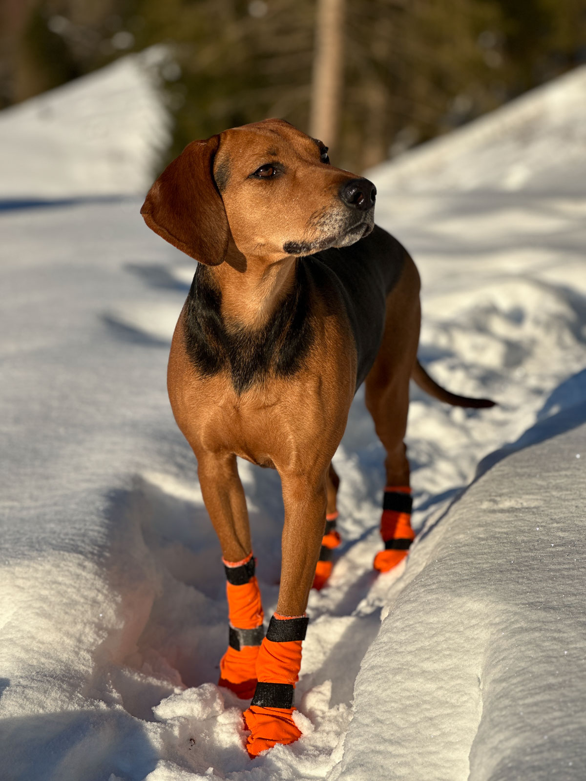 Non-Stop Dogwear Contact Bootie High - Orange, 2-3cm - 3