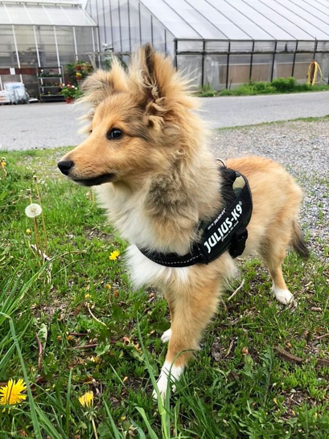Julius-K9 IDC®  ‑valjaat koiralle – maastokuvio, Mini - 7