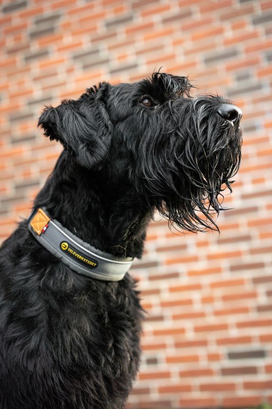 Seleverkstedet Unify Hundhalsband - Grå , XL - endast detta ex - 3