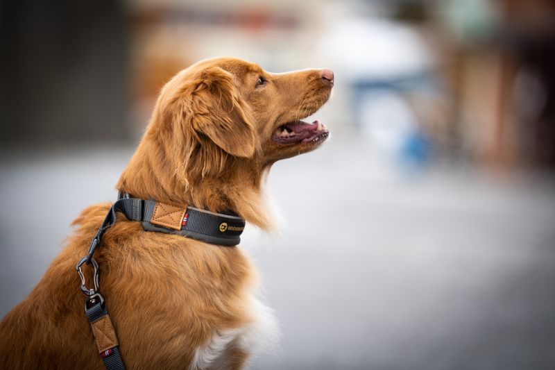 Seleverkstedet Unify Hundhalsband - Grå , XL - endast detta ex - 2