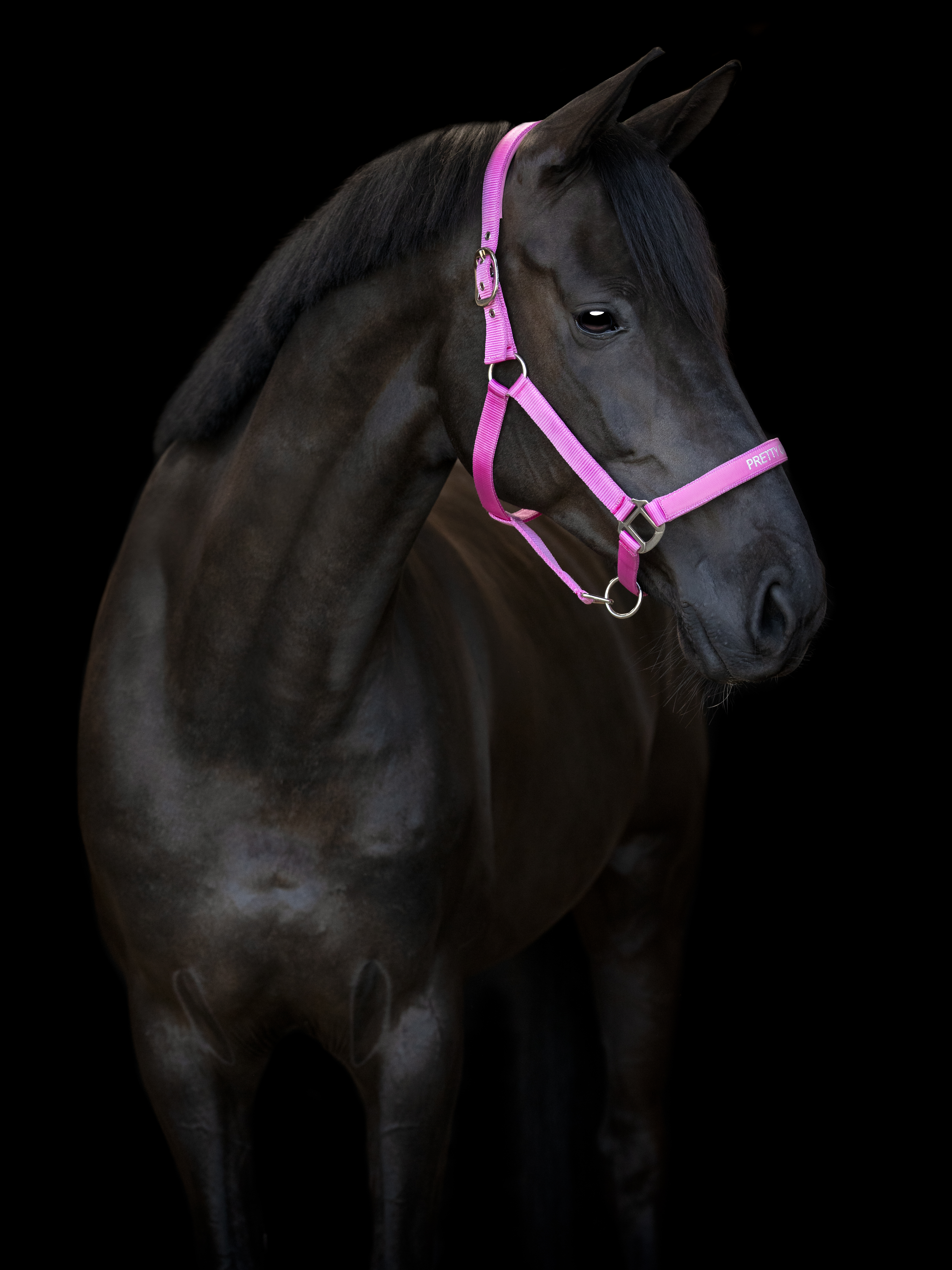 HorseGuard Malva Grimma - Phlox Pink (SHETLAND)