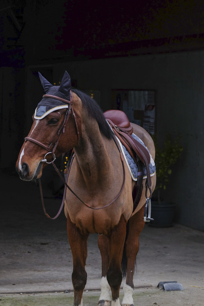 EQUITHEME 'Denim' Fly Mask Grey - Full size - 4