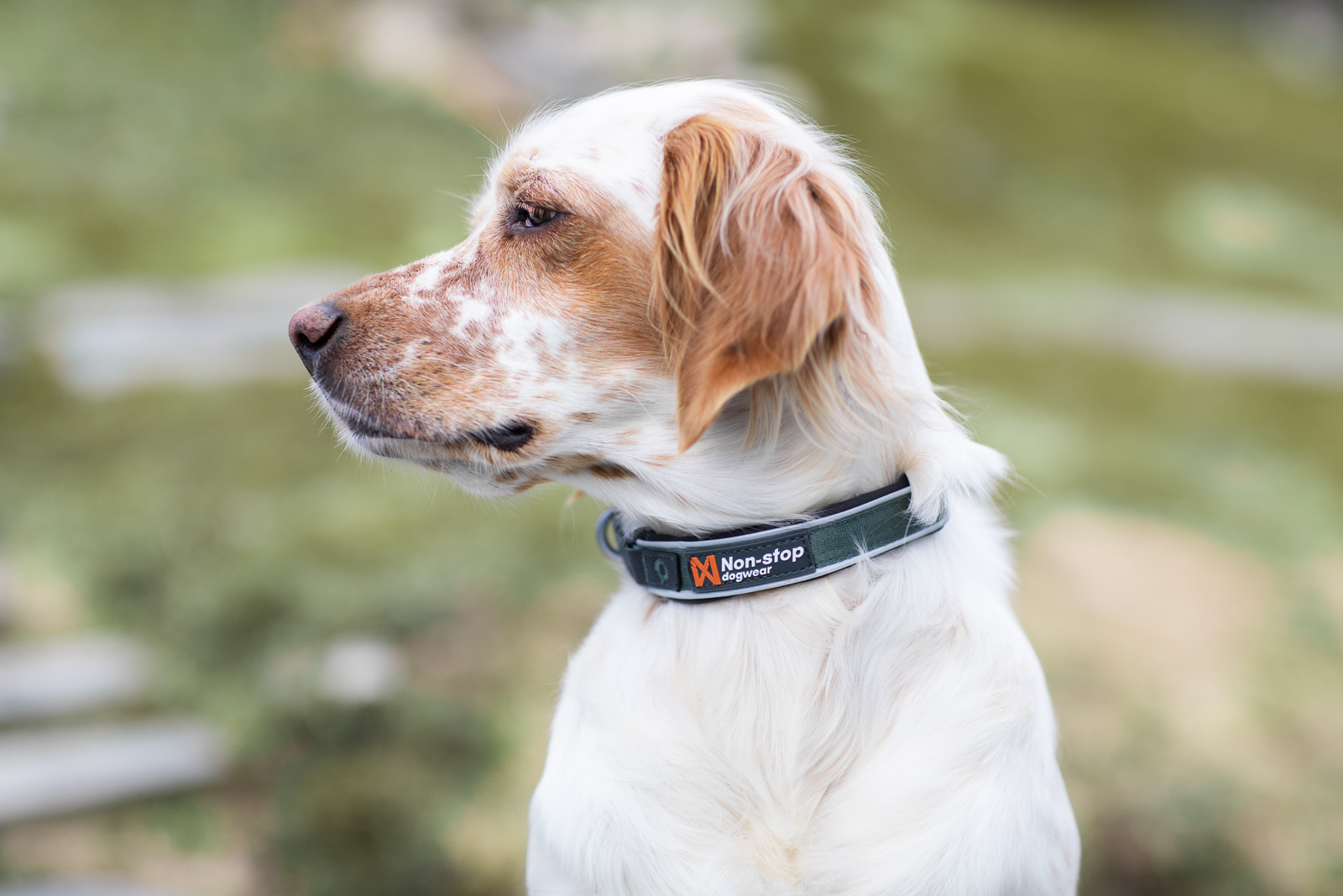 Non-stop Dogwear Roam Collar, Green, 55-60cm - 6