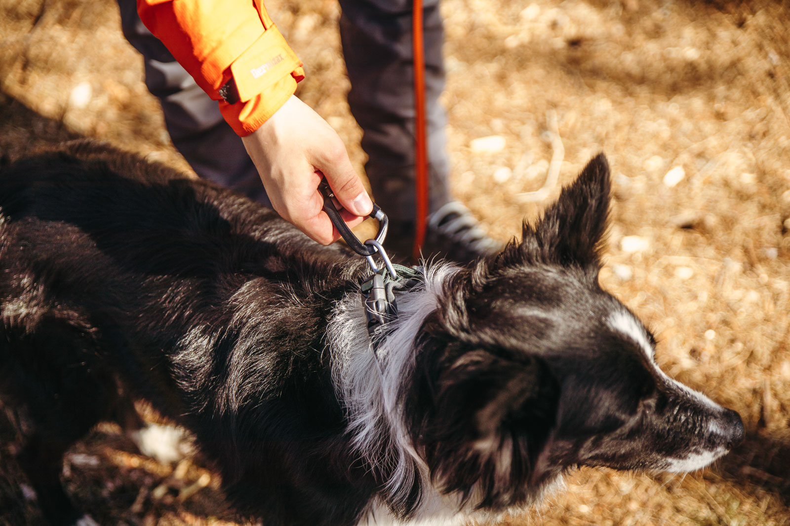 Non-stop Dogwear Roam Collar, Orange, 40-45cm - 4