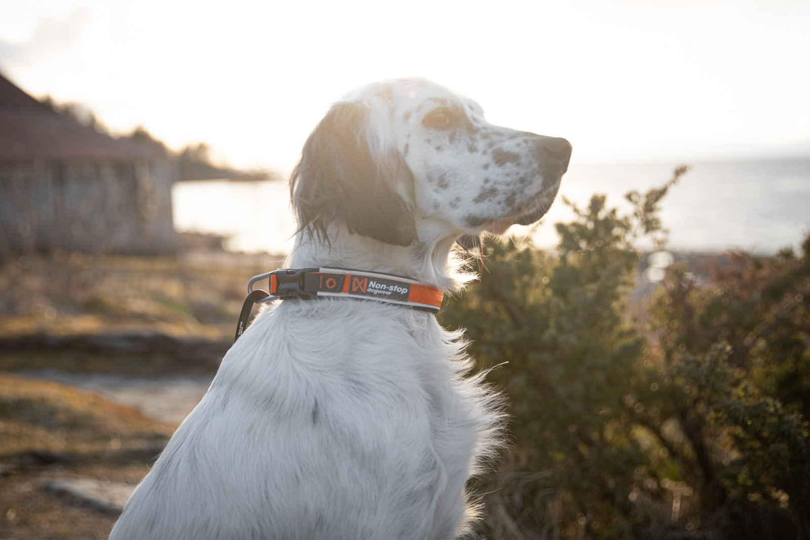 Non-stop Dogwear Roam Collar, Orange, 40-45cm - 5