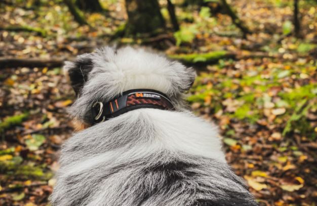 Non-Stop Dogwear- Rock Collar  - 6