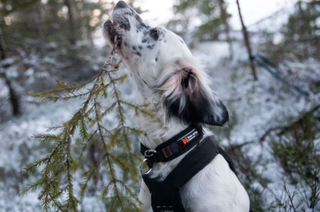 Non-Stop Dogwear- Rock Collar  - 4