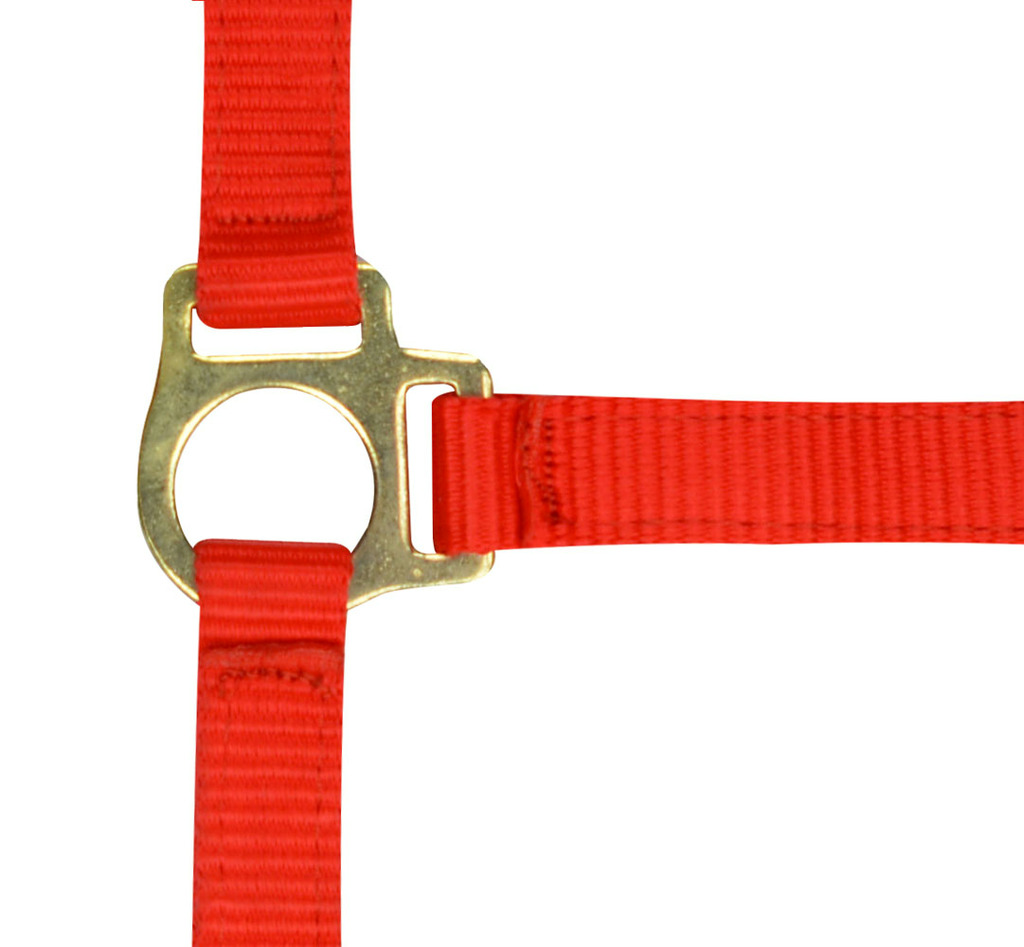 NORTON Foal Headcollar + Lead Rope Red - 2