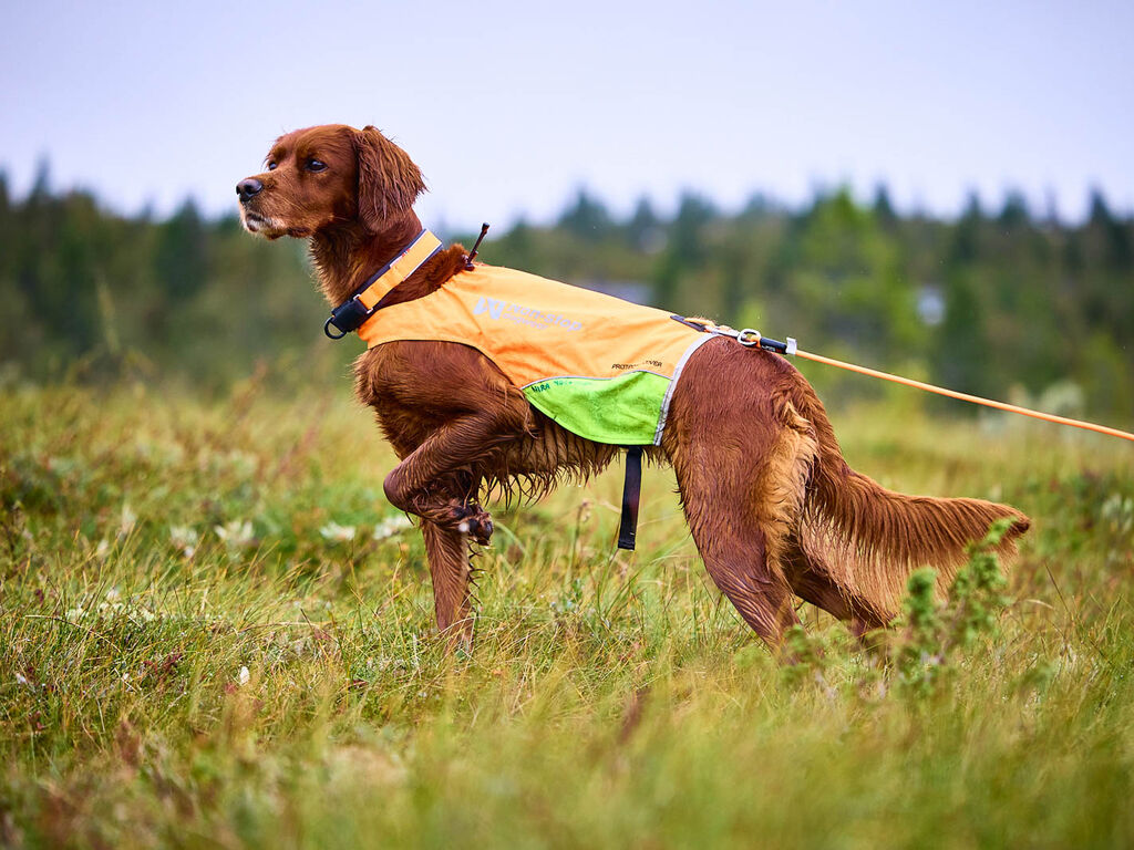 Non-Stop Dogwear Protector Pitkä Pyöreä Jälkiliina - Oranssi, 10 m - 2
