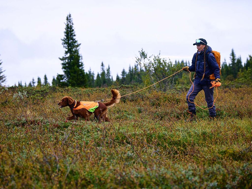 Non-Stop Dogwear Protector Pitkä Pyöreä Jälkiliina - Oranssi, 10 m - 3