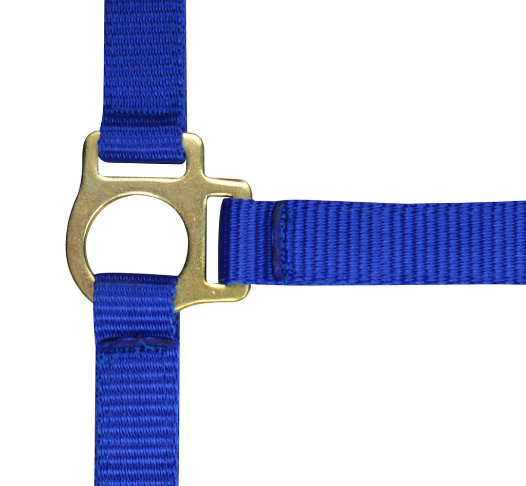 NORTON Foal Headcollar + Lead Rope Royal Blue - 2