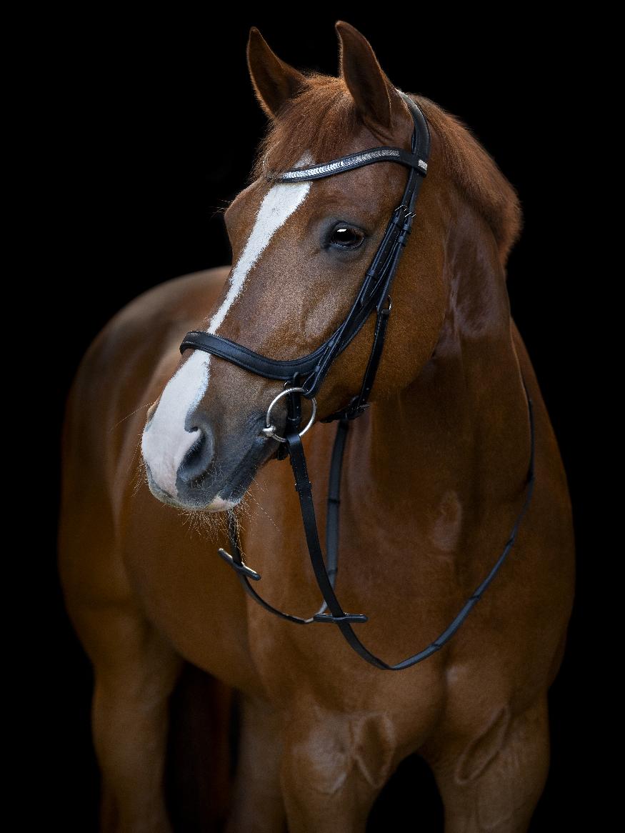 HorseGuard Tine Anatomiskt Träns - Svart (SHETLAND)