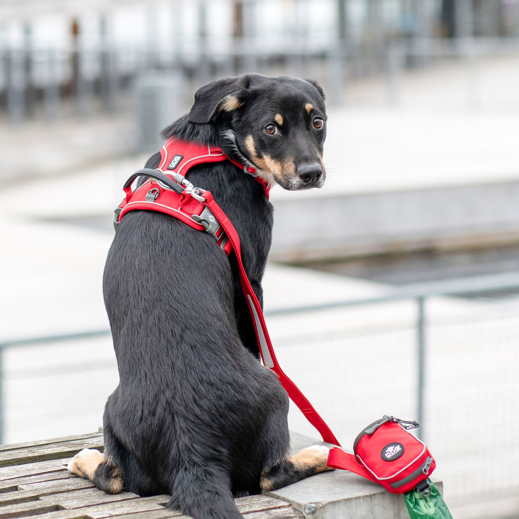 Dog Copenhagen Comfort Walk Pro Harness - Black 